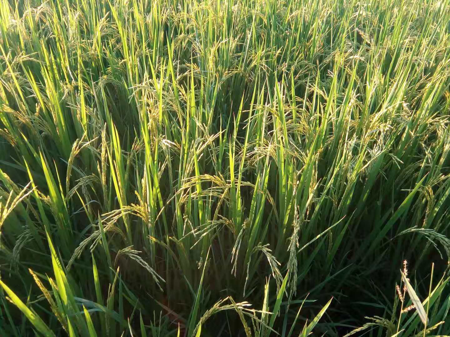 微信图片_20190812121011.jpg