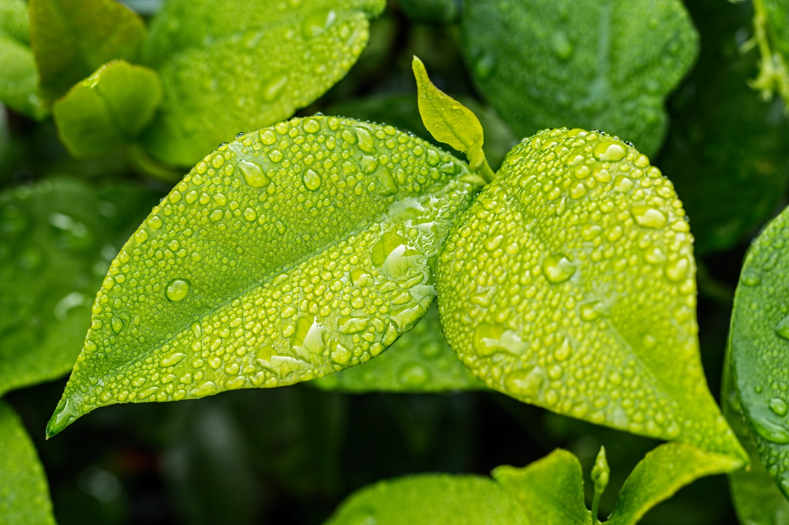 leaf-1001679.jpg