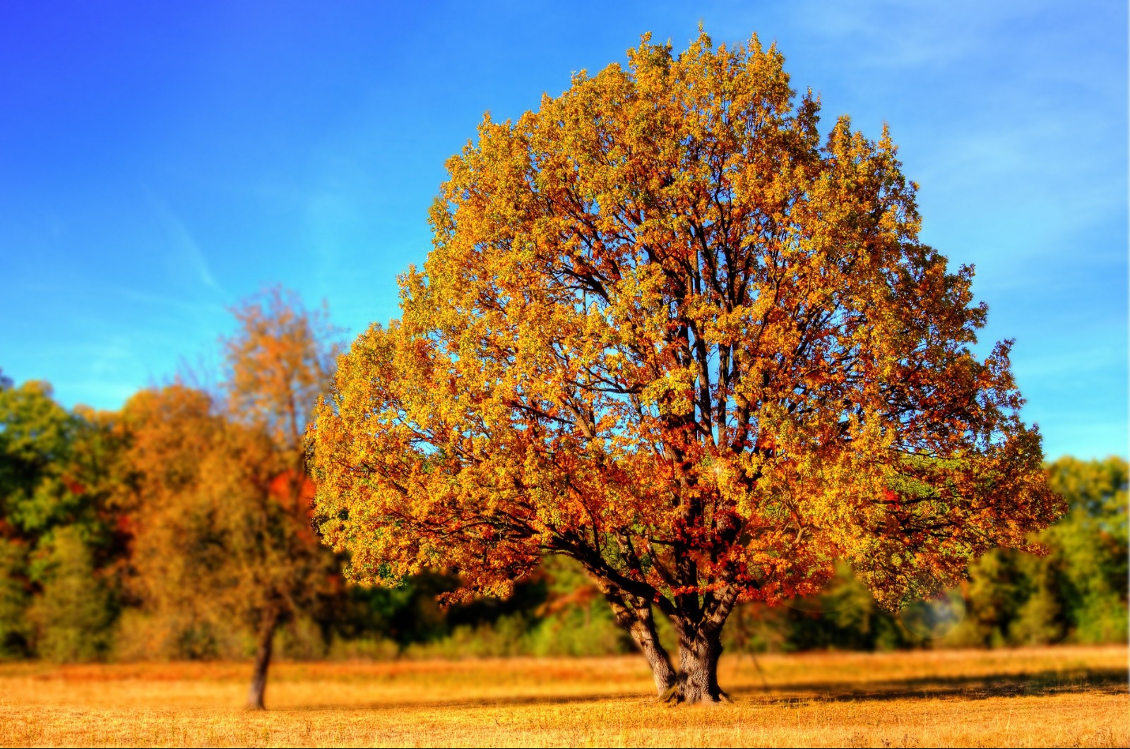 tree-99852.jpg